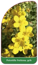 etykieta-szkolkarska-potentilla-fruticosa-gelb