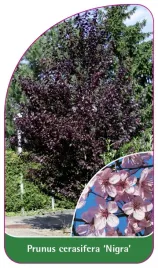 etykieta-szkolkarska-prunus-cerasifera-nigra-a
