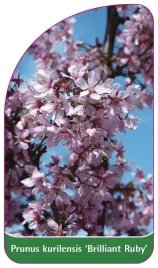 etykieta-szkolkarska-prunus-kurilensis-brilliant-ruby