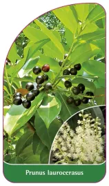 etykieta-szkolkarska-prunus-laurocerasus
