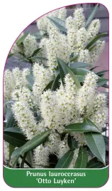 etykieta-szkolkarska-prunus-laurocerasus-otto-luyken-a