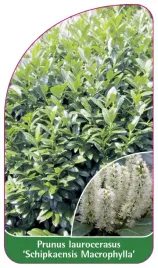 etykieta-szkolkarska-prunus-laurocerasus-schipkaensis-macrophylla