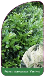 etykieta-szkolkarska-prunus-laurocerasus-van-nes