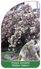 etykieta-szkolkarska-prunus-serrulata-shidare-sakura