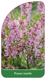 etykieta-szkolkarska-prunus-tenella
