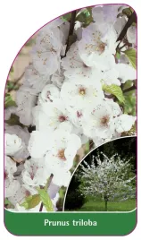 etykieta-szkolkarska-prunus-triloba-bialy