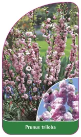 etykieta-szkolkarska-prunus-triloba-krzaczasty-standard