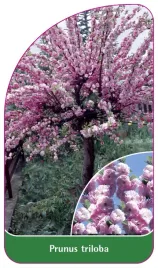 etykieta-szkolkarska-prunus-triloba-pienny-standard