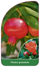 etykieta-szkolkarska-punica-granatum