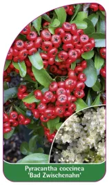 etykieta-szkolkarska-pyracantha-coccinea-bad-zwischenahn