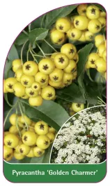 etykieta-szkolkarska-pyracantha-golden-charmer