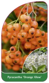 etykieta-szkolkarska-pyracantha-orange-glow