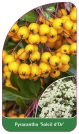 etykieta-szkolkarska-pyracantha-soleil-d-or