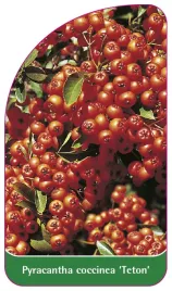 etykieta-szkolkarska-pyracantha-teton