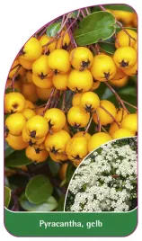 etykieta-szkolkarska-pyracantha-gelb