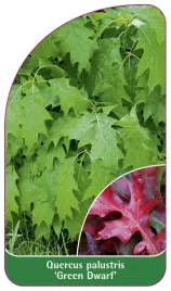 etykieta-szkolkarska-quercus-palustris-green-dwarf