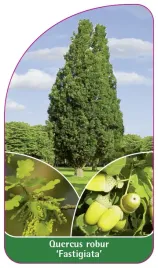 etykieta-szkolkarska-quercus-robur-fastigiata
