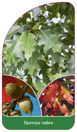 etykieta-szkolkarska-quercus-rubra