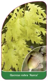 etykieta-szkolkarska-quercus-rubra-aurea