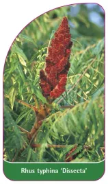 etykieta-szkolkarska-rhus-typhina-dissecta