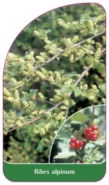 etykieta-szkolkarska-ribes-alpinum