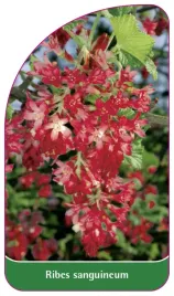 etykieta-szkolkarska-ribes-sanguineum