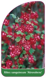etykieta-szkolkarska-ribes-sanguineum-atrorubens