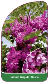 etykieta-szkolkarska-robinia-hispida-rosea