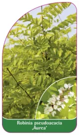 etykieta-szkolkarska-robinia-pseudoacacia-aurea