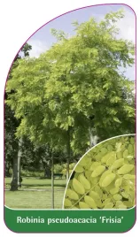 etykieta-szkolkarska-robinia-pseudoacacia-frisia