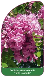 etykieta-szkolkarska-robinia-pseudoacacia-pink-cascade-b
