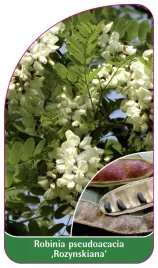 etykieta-szkolkarska-robinia-pseudoacacia-rozynskiana