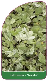 etykieta-szkolkarska-salix-cinerea-tricolor