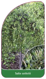 etykieta-szkolkarska-salix-cottetii-b