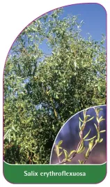 etykieta-szkolkarska-salix-erythroflexuosa-a