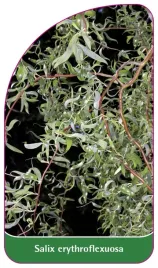 etykieta-szkolkarska-salix-erythroflexuosa-b