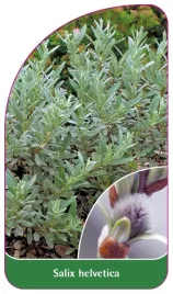 etykieta-szkolkarska-salix-helvetica