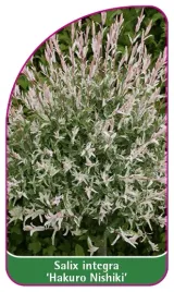 etykieta-szkolkarska-salix-integra-hakuro-nishiki-standard