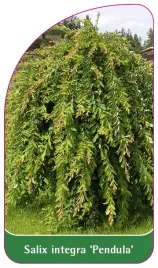 etykieta-szkolkarska-salix-integra-pendula