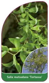 etykieta-szkolkarska-salix-matsudana-tortuosa