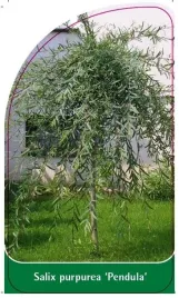 etykieta-szkolkarska-salix-purpurea-pendula