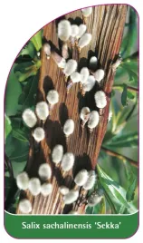 etykieta-szkolkarska-salix-sachalinensis-sekka