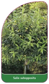 etykieta-szkolkarska-salix-subopposita