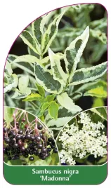 etykieta-szkolkarska-sambucus-nigra-madonna