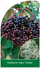 etykieta-szkolkarska-sambucus-nigra-sampo