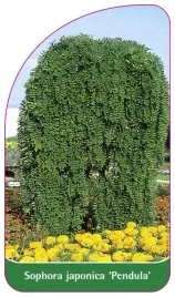 etykieta-szkolkarska-sophora-japonica-pendula