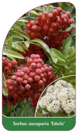 etykieta-szkolkarska-sorbus-aucuparia-edulis