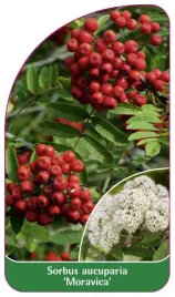 etykieta-szkolkarska-sorbus-aucuparia-moravica