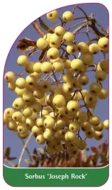 etykieta-szkolkarska-sorbus-joseph-rock