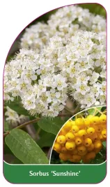 etykieta-szkolkarska-sorbus-sunshine-a